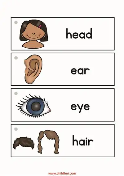 英语单词卡 - 身体部位_认知卡片_童趣童乐网