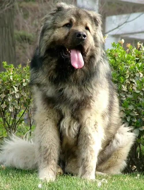 高加索犬怀孕期间喂养注意