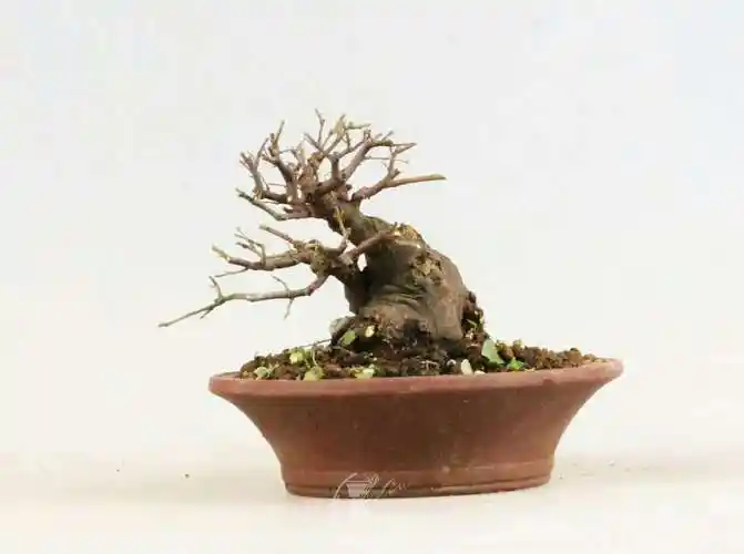 杂木也美(十) - 盆景自由讲 - 岭南盆景网 - powered by discuz!