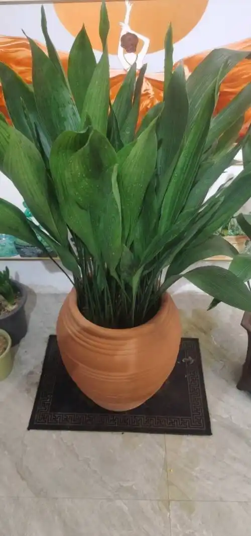 一叶兰喜阴还是喜阳