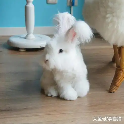 兔, 这坨毛线球长的太有特色了……|安哥拉兔|宠物|法国_新浪新闻