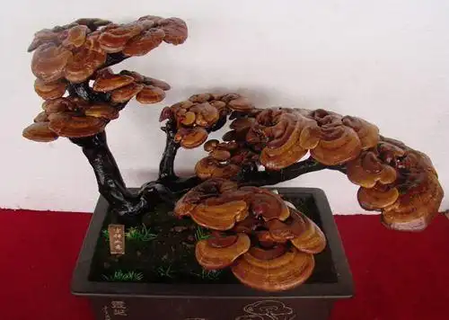 聊城冠县仙草---解密灵芝盆景制作