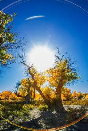 沙漠胡杨高清图片下载_红动网