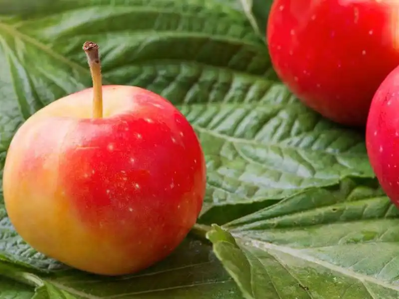 青海特色水果--乐都沙果