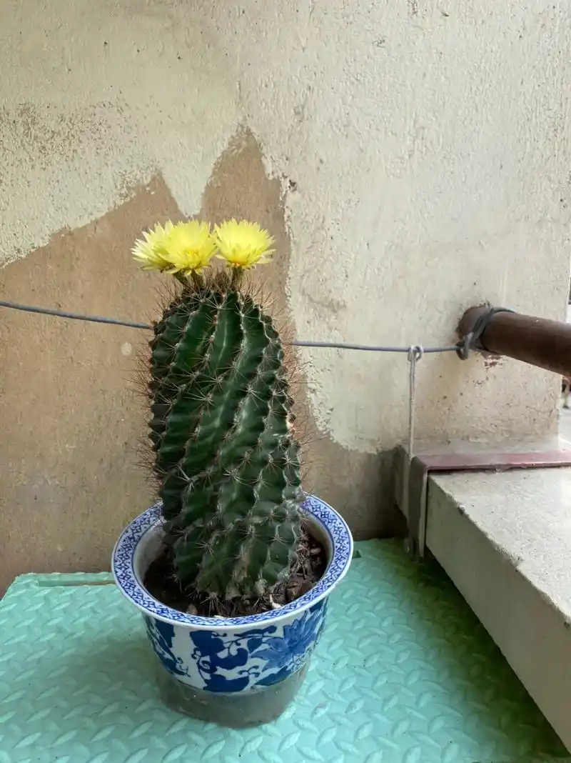 龙王球*5.#仙人球开花 - 抖音