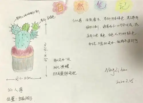 宁梓皓  9岁        :《仙人掌》