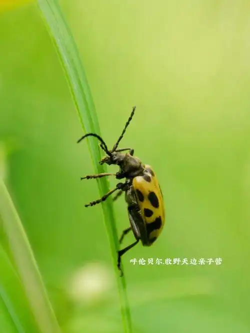 呼伦贝尔亲子营自然教育曲纹花天牛