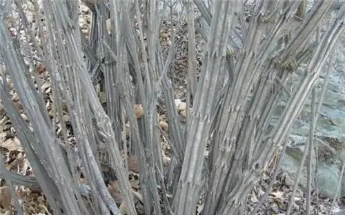 中国唯一一棵降龙木活株,解毒辟邪,日本人欲花1亿买走,后怎样