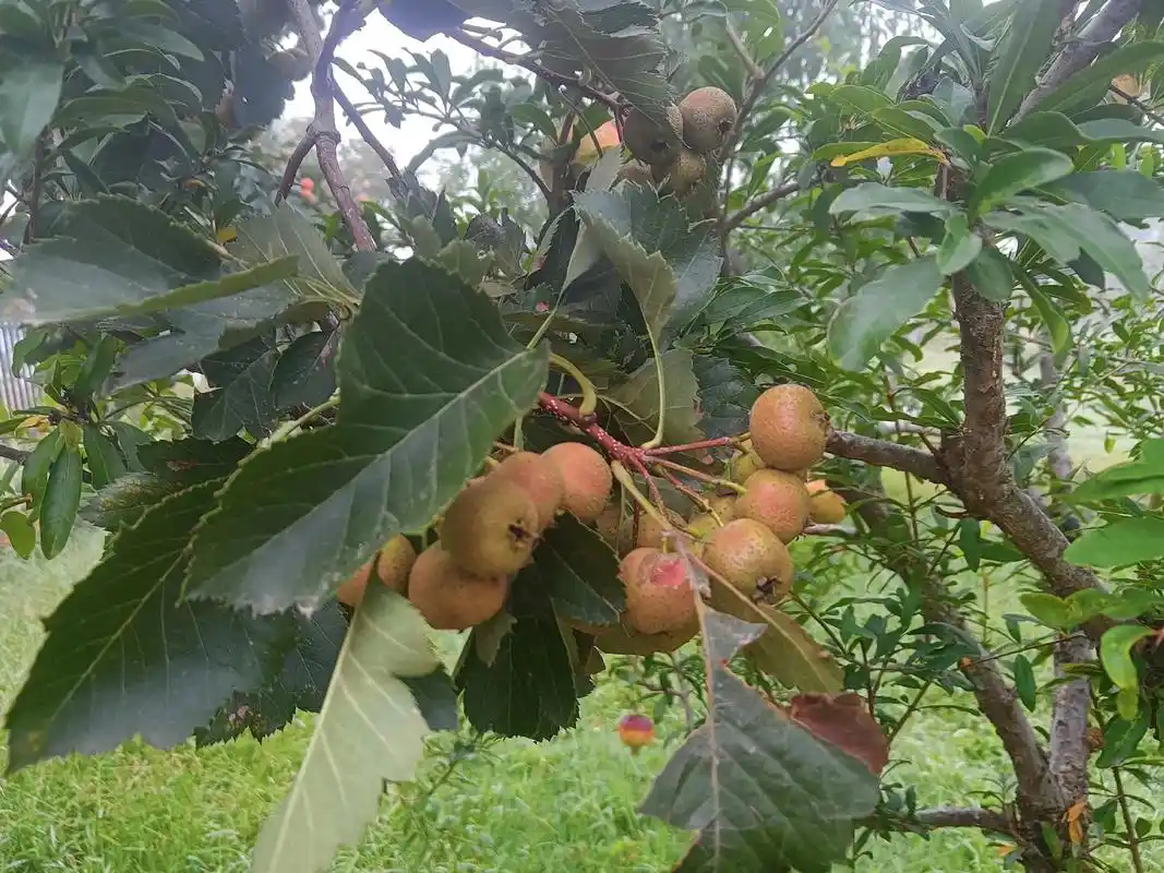 院子里的三楂树,长的真好看!硕果累累,快要熟了99 - 抖音