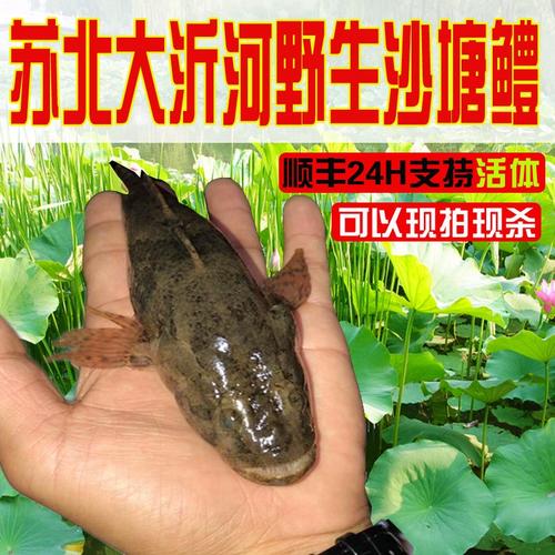 苏北冷水鱼菜花锤新鲜沙塘鳢塘鳢肉趴锥呆子鱼土布鱼鲜活菜花鱼
