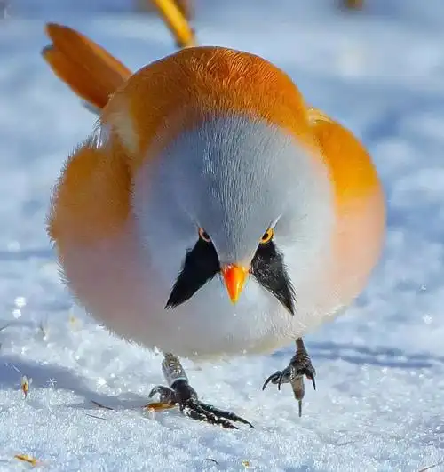 分享萌萌鸟态美图