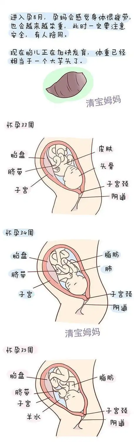 怀孕第1周到40周胎儿发育全程图解