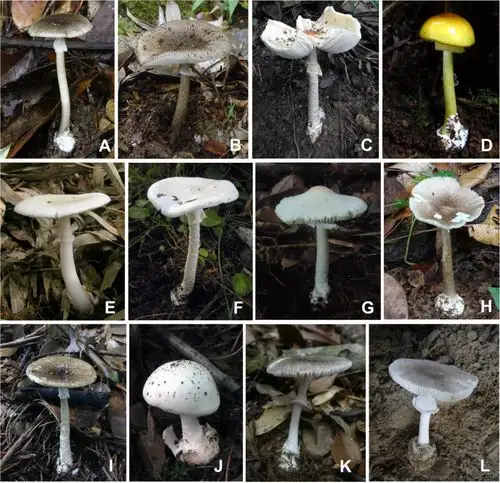 各种剧毒鹅膏,色彩或鲜艳或暗淡   bmc evolutionary biology