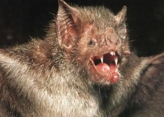 世界之最 自然之最 地球十大恐怖生物 看到它们记得远离这是一种体型