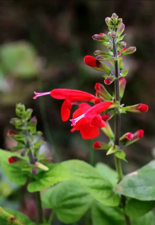 红花鼠尾草"朱唇"