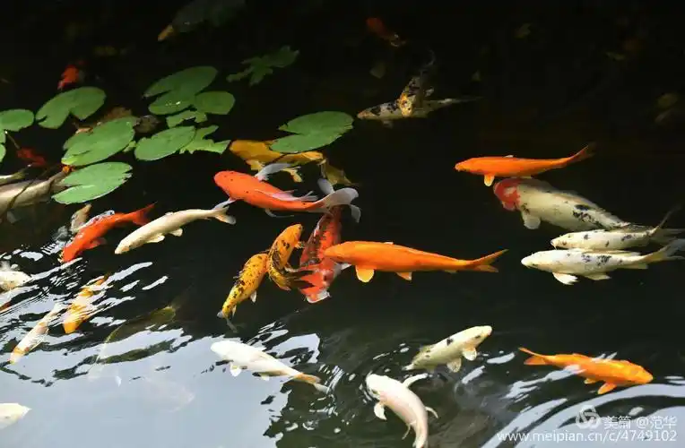 欣赏三里河里的鱼儿