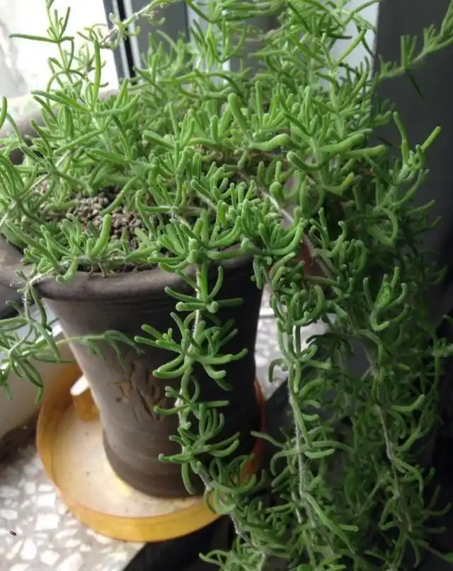 多肉植物图鉴之枝干番杏