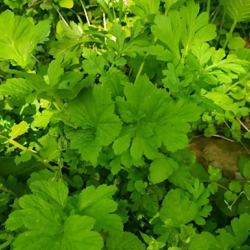 97益气健脾,补血养阴,润肺化痰 蓝布正为蔷薇科植物路边青或柔毛