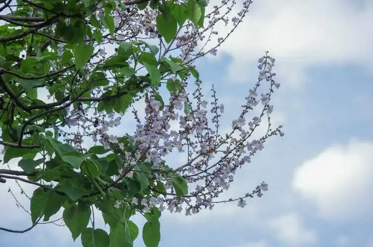 桐木花开也漂亮