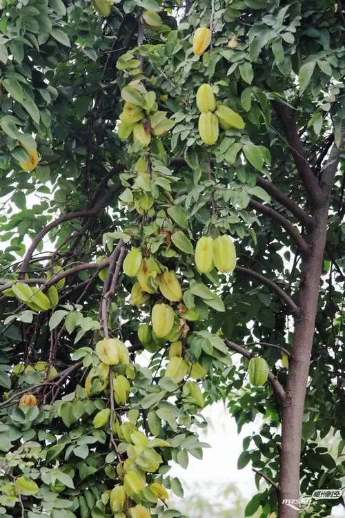 私家园里的杨桃结果一景拍