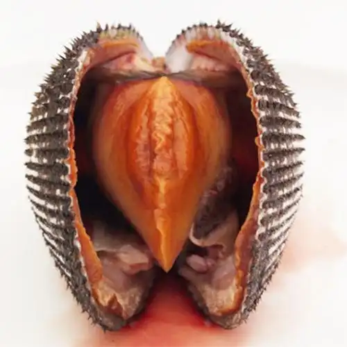 hot sale high quality frozen blood clam