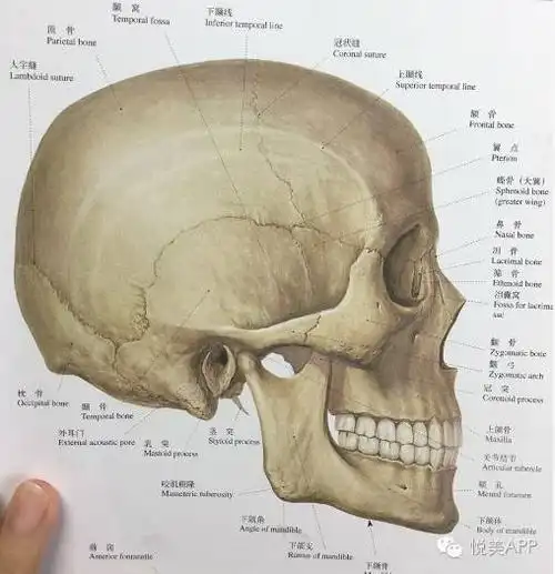骨相|头骨|小脸_新浪女性_新浪网