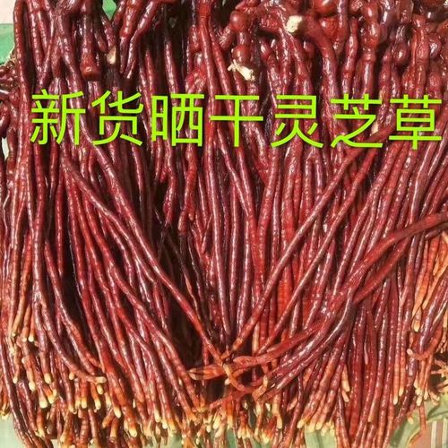 尔娅贝鹿角灵芝500克长白山半野生灵芝草泡酒煲汤佛手多规格 100克大