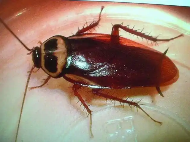 蟑螂是怎么生长出来的蟑螂是怎么生长出来的蟑螂是怎么生长出来