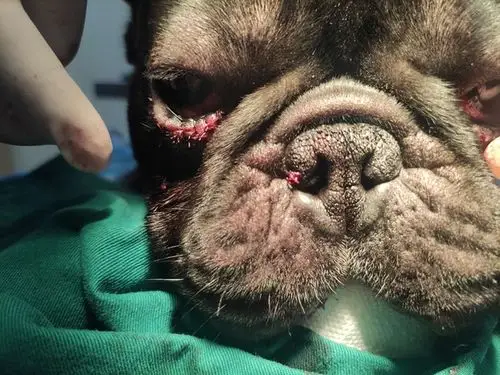 讨论请问有没有做过眼睑内翻倒睫手术的狗狗想请教一下问题