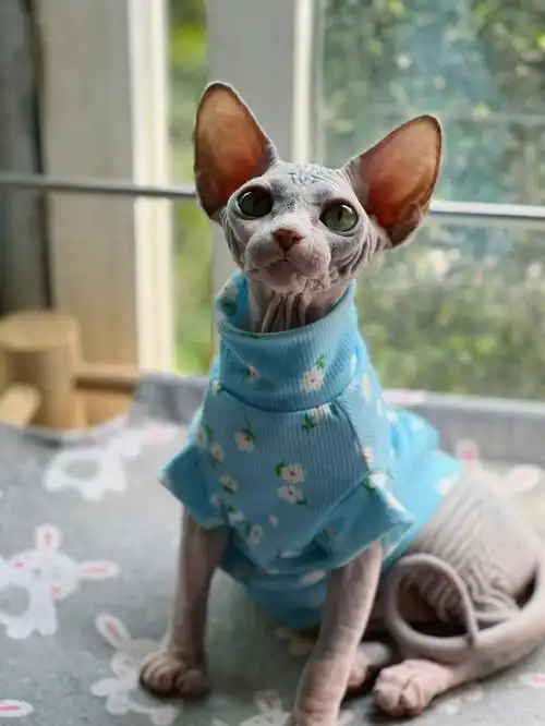 斯芬克斯无毛猫天气好好晒太阳