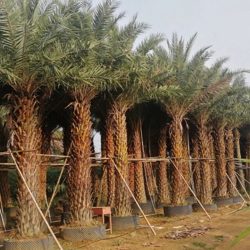 银海枣中东海枣