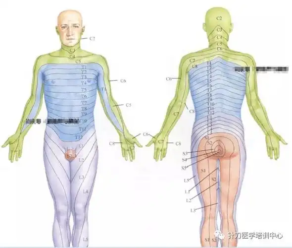 全身皮神经分布图|全身皮肤节段性神经支配