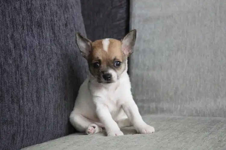 6/4出生 2号迷你短毛吉娃娃红白花妹妹