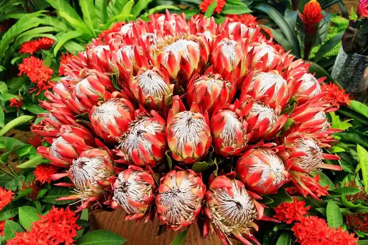 华南植物园之南非共和国国花——帝王花(2018年10月3日)