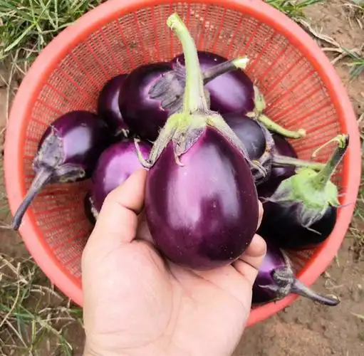 土茄子禾之元种子圆茄长茄农家原生态蔬菜四季家庭园艺种子