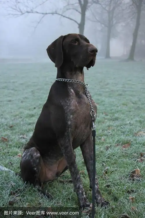 德国短毛指示犬