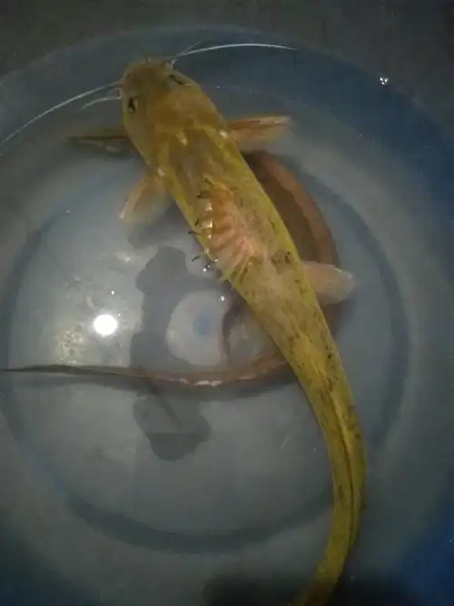 山冲溪流石头鱼 - 毒菇求彩 - 图虫