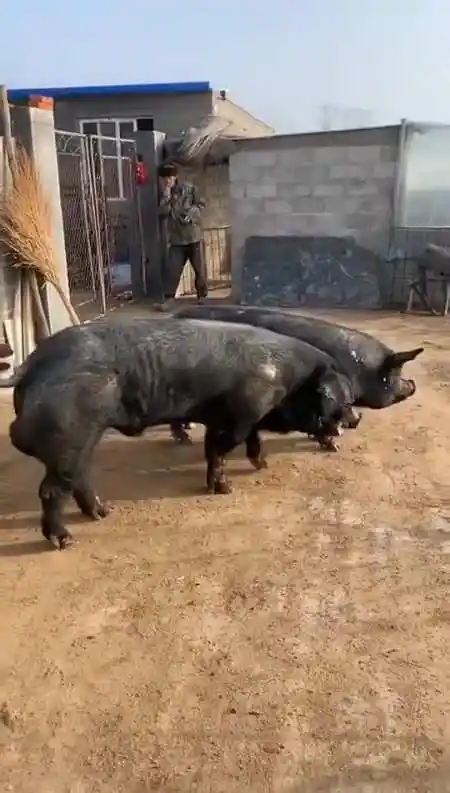 #苏太母猪#苏太黑猪#苏太种猪#苏太母猪报价#苏太母猪价格#苏太高产母