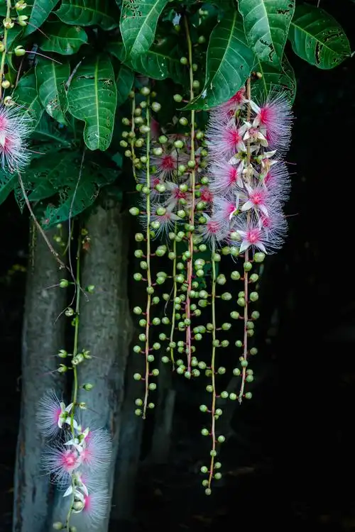 千年古村玉蕊花盛开