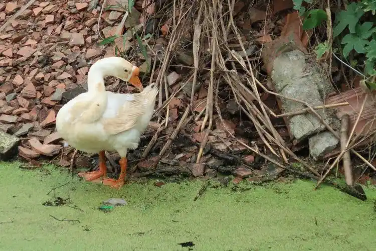 大白鹅与小鸭鸭