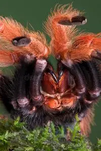 智利玫瑰狼蛛图片