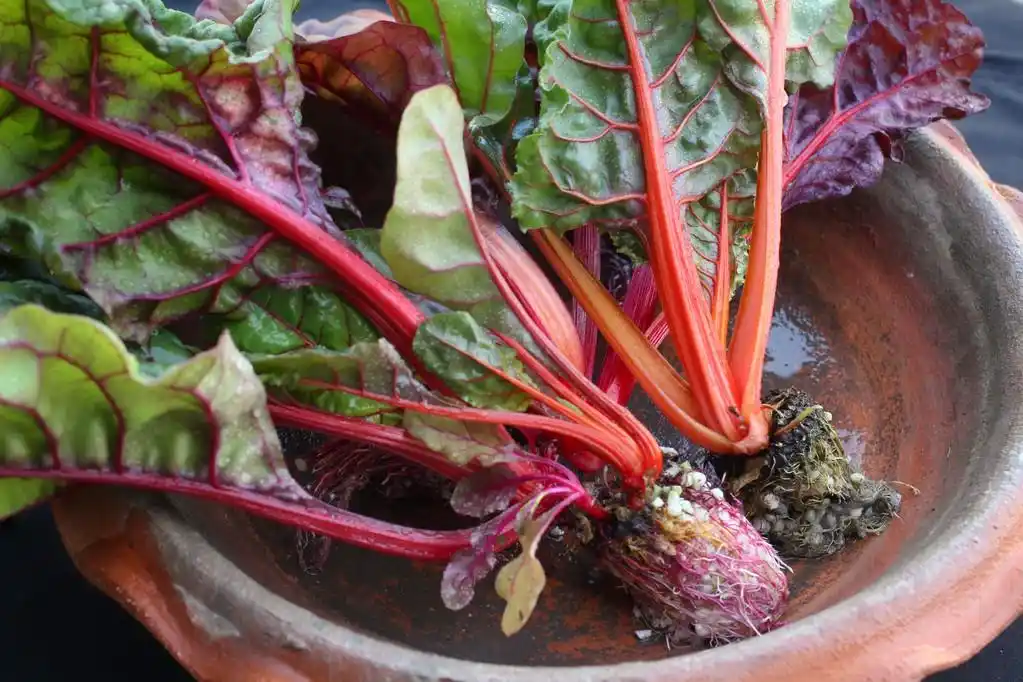 莙,瑞士甜菜的特写