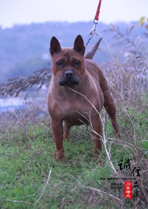 当地多人又叫邻水狗,足狗,合川狗,撵山狗,洞狗,广狗,赶山狗,重庆犬等