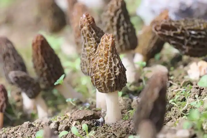 新鲜成熟的羊肚菌.青川县融媒体中心供图当地村民在基地采收羊肚菌.