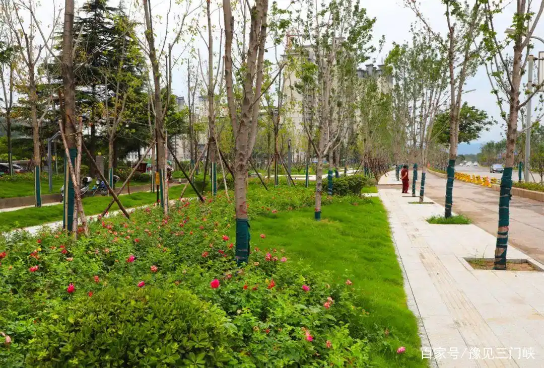 畅通微循环!河南三门峡仰韶大道实现绿化提升与城市景观完美衔接