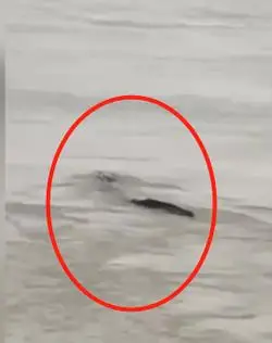 三峡坝区现神秘水怪专家分析最新情况来了