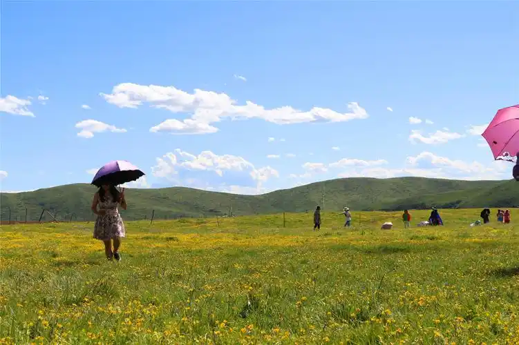 川西红原若尔盖大草原