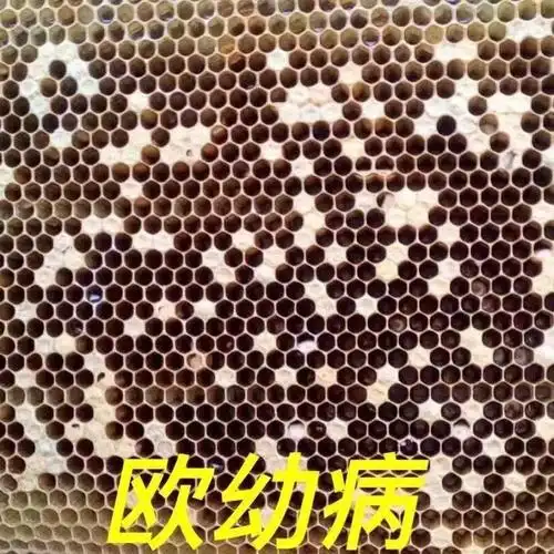 蜜蜂中蜂烂子病囊状幼虫病欧洲幼虫腐臭病中囊腐臭病巢虫烂子停蜜蜂中
