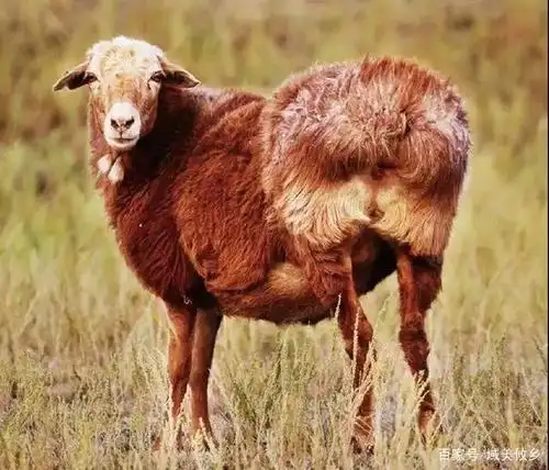 域美小羔羊——阿勒泰大尾羊