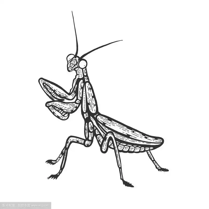 螳螂昆虫素描雕刻
